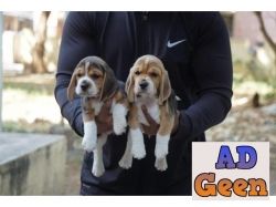 used Beagle puppies for sale for sale 